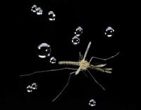 Vì sao muỗi có khả năng sống sót dưới mưa ? 