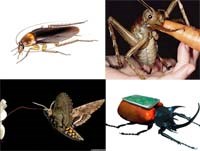 Một số khám phá mới ứng dụng từ côn trùng