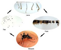 Cảnh báo những nơi đẻ trứng của muỗi sốt xuất huyết ít để ý