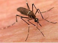 Thông tin về phát triển muỗi biến đổi gen, chống bệnh sốt xuất huyết