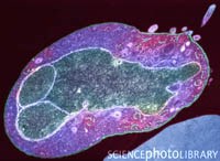 Những tiến bộ về nghiên cứu sốt rét thời gian gần đây