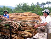 Xác định sốt rét ngoại lai