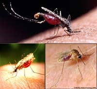 Một số đặc điểm các loài véc tơ truyền bệnh (thuộc họ muỗi culicidea)