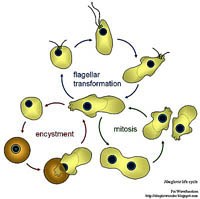 Ca bệnh đầu tiên tử vong tại Việt Nam do amip ăn não người Naegleria fowleri
