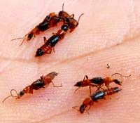 Viêm da do côn trùng đốt: Nguyên nhân từ kiến ba khoang