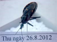 Bọ xít hút máu: nhận biết và cách phòng chống