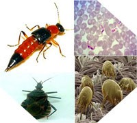 Những điều không lạ về côn trùng và bệnh do côn trùng