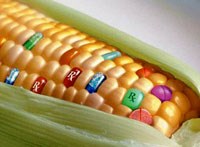 Dùng thực phẩm biến đổi gen dễ bị ung thư 