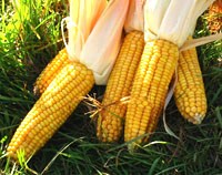 Báo động ngô biến đổi gene gây ung thư trên chuột