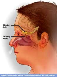 Đường lây nhiễm của “amíp ăn não người”