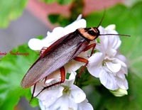 Một số phát hiện mới về cách phòng bệnh, tự vệ của côn trùng