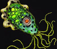 Từ hai ca bệnh tử vong do amip ăn não và những điều cần bàn luận 