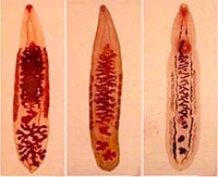 Nguyên tắc và phương pháp điều trị giun sán 