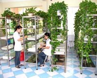 Một số kết quả nuôi muỗi An.dirus thực địa được thuần chủng trong Labo