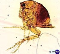 Đặc điểm sinh học, phân loại , vai trò y học và biện pháp phòng tránh bọ chét