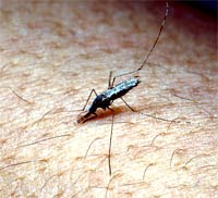 Mức độ kháng hóa chất của nhóm loài muỗi  An.maculatus ở một số điểm khu vực miền Trung-Tây Nguyên bằng kỹ thuật điện di enzym        