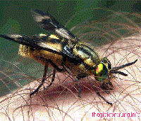 Đặc điểm, vai trò truyền bệnh ở người của động vật chân đốt và biện pháp phòng chống