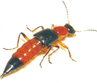 Kiến ba khoang... khoan lo sợ