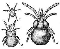 Đặc điểm, phân loại, vai trò y học và biện pháp phòng chống mò Trombiculidae 