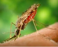 Điều kiện để ký sinh trùng sốt rét phát triển trong cơ thể muỗi truyền bệnh