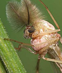 Thu nhận tín hiệu phân tử của các anten côn trùng