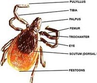 Ve – hình thái, sinh học, vai trò truyền bệnh và biện pháp phòng chống