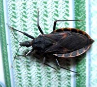 Liên tục phát hiện bọ xít hút máu người