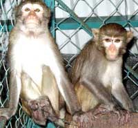 Sốt rét do ký sinh trùng khỉ Plasmodium knowlesi tại Việt Nam