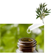 Một chế phẩm có triển vọng hỗ trợ điều trị bệnh nhân sốt xuất huyết trong tương lai 