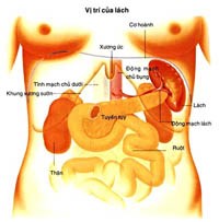 Những thay đổi của cơ thể khi mắc bệnh sốt rét