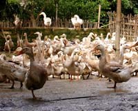 Điểm báo về các thông tin liên quan đến y tế từ ngày 23/11 đến 26/11 năm 2012