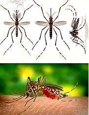 Người đi du lịch, công tác nước ngoài cần tiêm vaccine phòng bệnh sốt vàng