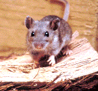 Hiểu biết cần thiết từ những ca bệnh do virus Hanta xuất hiện tại Việt Nam