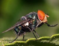 Bạn biết gì về mồi bả diệt ruồi?