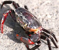 Điểm báo về các thông tin liên quan đến y tế từ ngày 7/12 đến 9/12 năm 2012