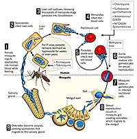 Phần 1: Kháng thuốc chống sốt rét thách thức và mối đe dọa mới cho toàn cầu?
