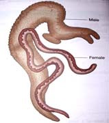 Phòng ngừa bệnh sán máng từ các dự án phát triển nguồn nước
