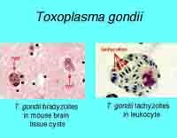 Chẩn đoán nhanh ký sinh trùng Toxoplasma gondii bằng que thử