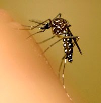 Các nhà khoa học Australia phát hiện ra “gót chân A-sin” của ký sinh trùng sốt rét