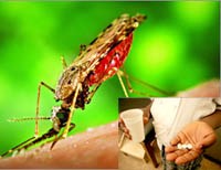 Các nỗ lực ngăn chặn ký sinh trùng sốt rét kháng thuốc Artemisinine và phối hợp thuốc sốt rét có gốc Artemisinine  (ACTs) trên thế giới và Việt Nam