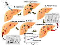 Thuốc nào điều trị thay thế có hiệu quả ký sinh trùng sốt rét Plasmodium vivax kháng  chloroquine và primaquine  ? 