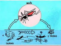 Dùng dầu diệt ấu trùng muỗi truyền bệnh