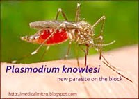 Ca bệnh tử vong sốt rét Plasmodium knowles ở người tại Sabah, Malaysia do chẩn đoán nhầm P. Malariae,  P. falciparum dẫn đến can thiệp diều trị muộn