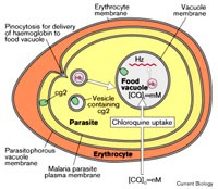Cập nhật thông tin về ký sinh trùng sốt rét Plasmodium vivax kháng với chloroquine tại một số vùng sốt rét lưu hành trên thế giới