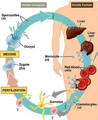 Những khía cạnh cần bàn luận về tính đa dạng di truyền và kháng thuốc chloroquine của ký sinh trùng sốt rét Plasmodium vivax (Phần 1)