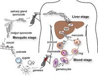 Những khía cạnh cần bàn luận về tính đa dạng di truyền và kháng thuốc chloroquine của ký sinh trùng sốt rét Plasmodium vivax (Phần 2)