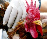 Thông tin về cúm A H7N9 ở Trung quốc