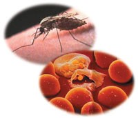 Thuốc chống sốt rét mới đầy hứa hẹn sau khi được thử nghiệm trên động vật