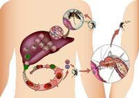 Thông tin cập nhật về tổng quan bệnh sốt rét của Tổ chức Y tế thế giới (WHO) năm 2013
