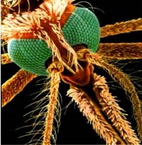 Thấy gì về những người lao động Việt Nam bị tử vong do sốt rét tại Angola 